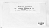 Heterophoma verbasci-densiflori image